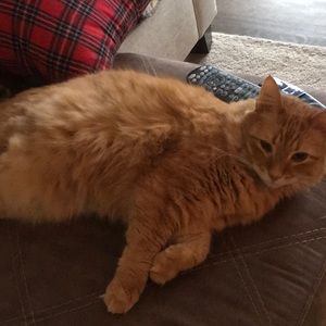 Meet your Posher, Roger